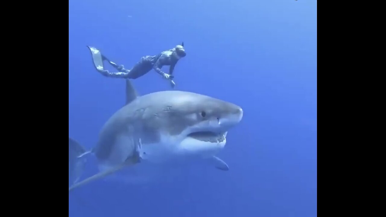 MARINE DIVERS SWIM🦈🤿WITH WORLDS MOST FEARED ANIMAL🏊♀️🦈💫
