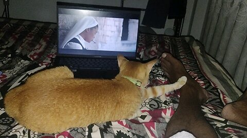 My Orange Cat Watching TV