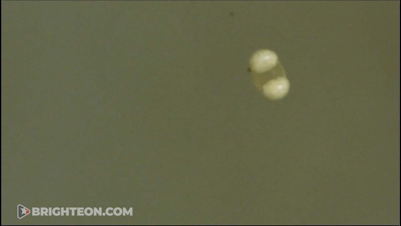 We incubated the chemtrails fallout samples and SOMETHING CAME TO LIFE