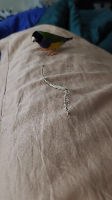 Gouldian finch getting nesting material