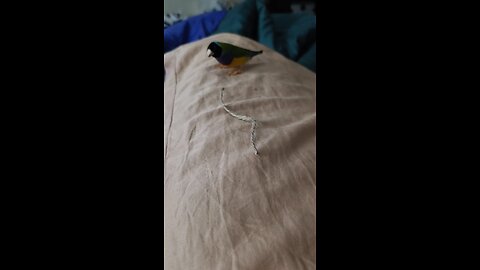 Gouldian finch getting nesting material