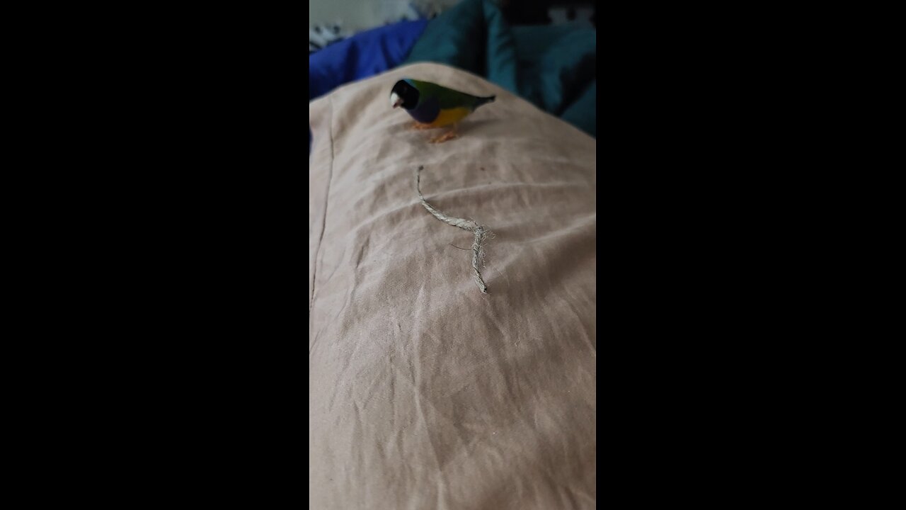Gouldian finch getting nesting material