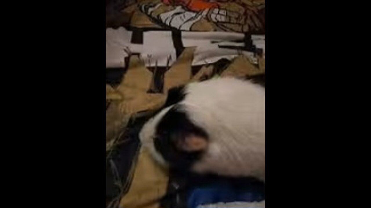 My Guinea Pig eating.