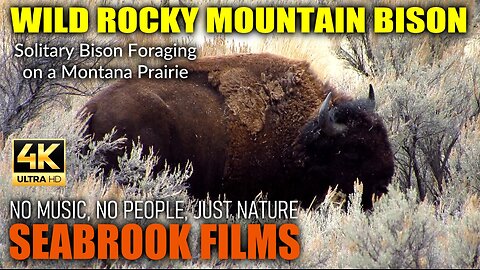 Wild Rocky Mountain Bison: Solitary Bison Foraging on a Montana Prairie
