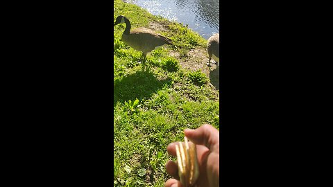 ✝️🫅🦁🙏🪿 Thanking The Lord By Feeding His Beautiful Creatures 🪿🙏🦁🫅✝️