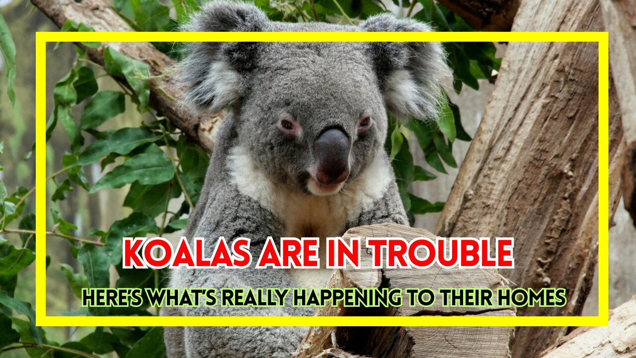 Koalas Are in Trouble—Here’s What’s Really Happening to Their Homes