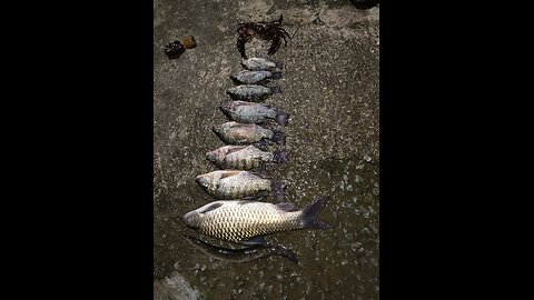 #fishes hunting in river
