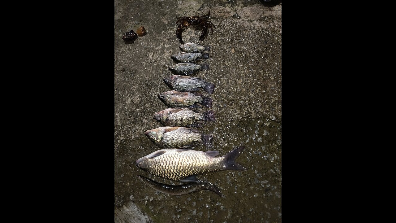 #fishes hunting in river