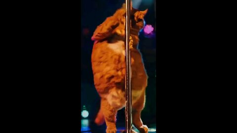 kitty pole dance short