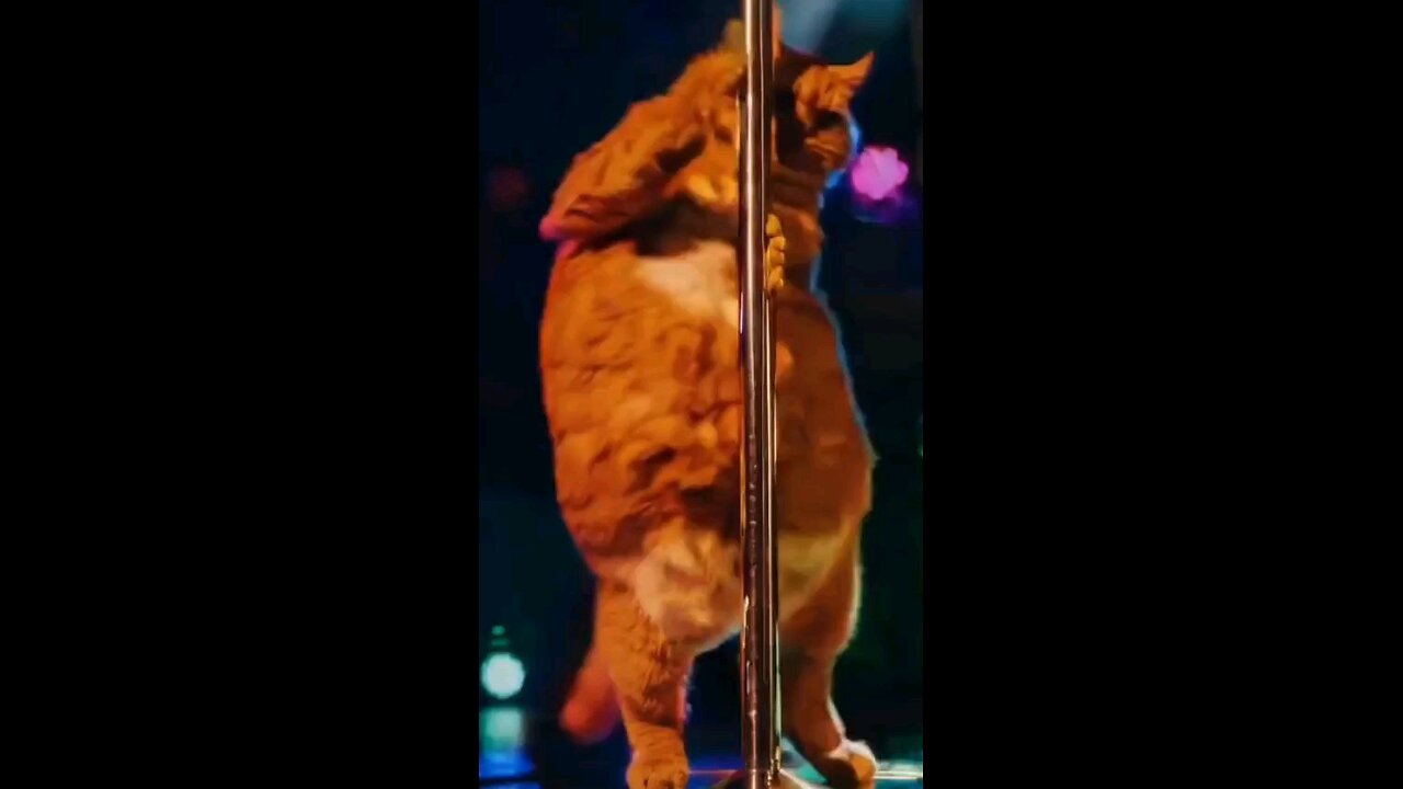 kitty pole dance short