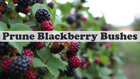 Pruning Blackberry Bushes for Maximum Yield