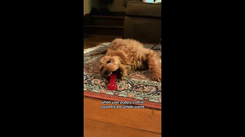Golden Doodle Puppy Smile | Cute Puppy Playing & Romping
