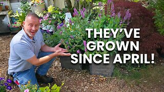The Best Way to Prune Salvia Plants for More Blooms and Update