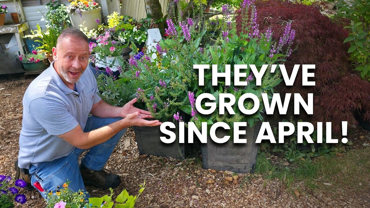 The Best Way to Prune Salvia Plants for More Blooms and Update