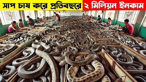 চীনের মানুষেরা এইভাবে সাপ চাষ করে লক্ষ লক্ষ টাকা আয় করছে । Snake Farming In China[ #viralvideo