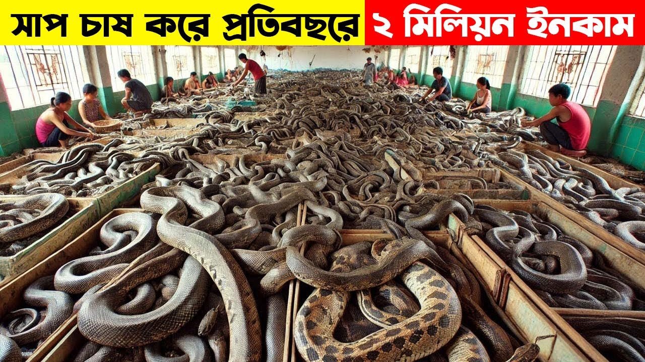 চীনের মানুষেরা এইভাবে সাপ চাষ করে লক্ষ লক্ষ টাকা আয় করছে । Snake Farming In China[ #viralvideo