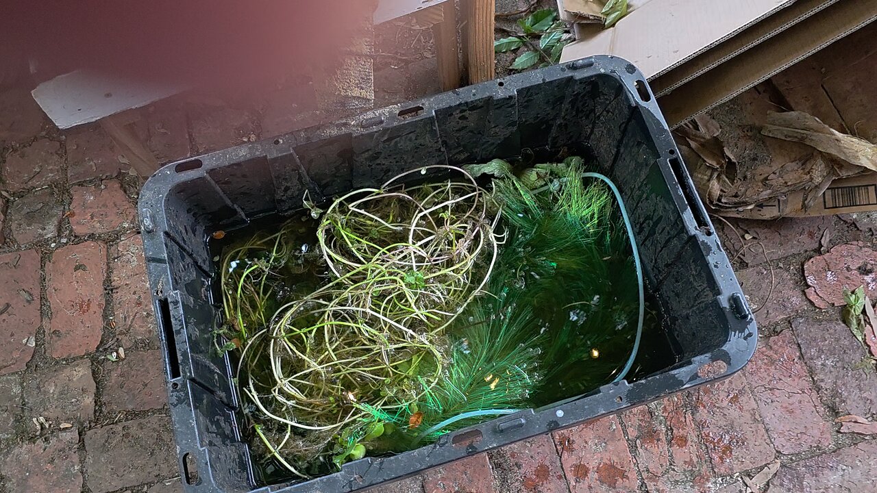 Koi Eggs