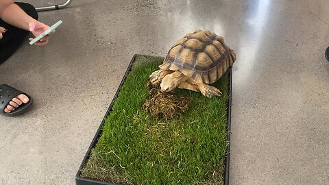 Turtle treat 2