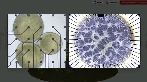 "FinalSpark, Swiss Startup, Initiates Development of World's First Bioc"