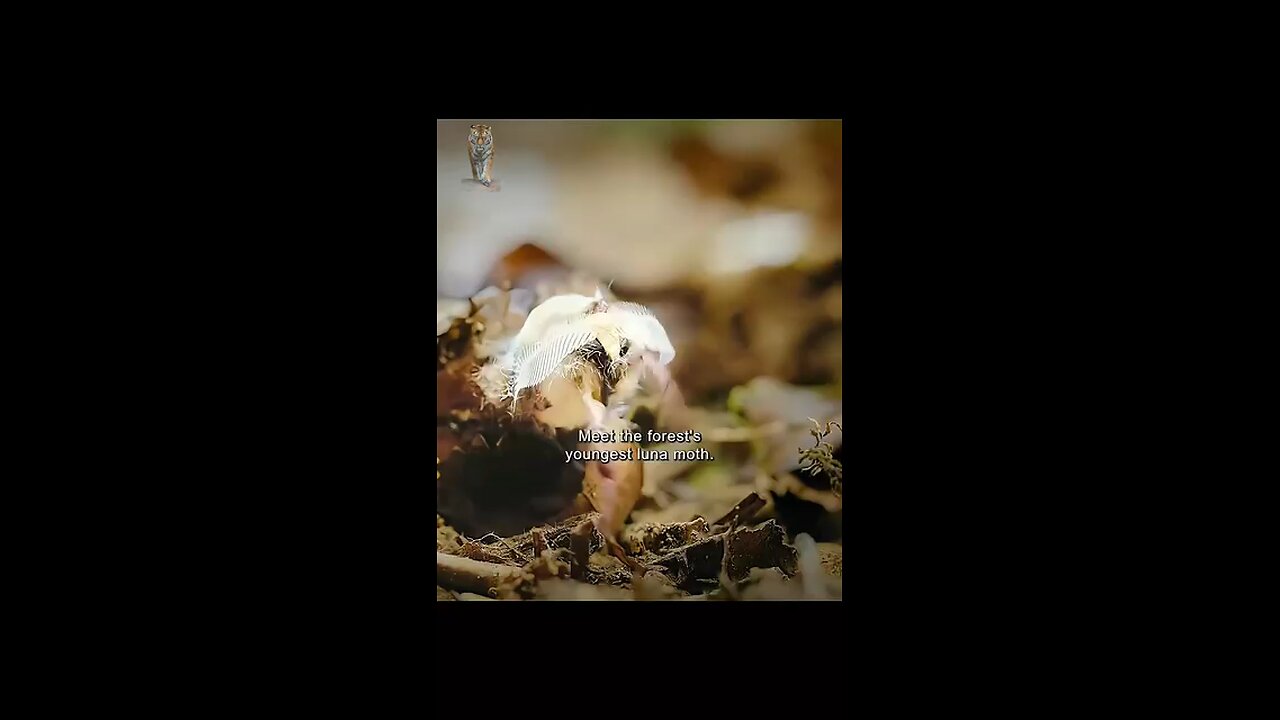 Beautiful moth 😍