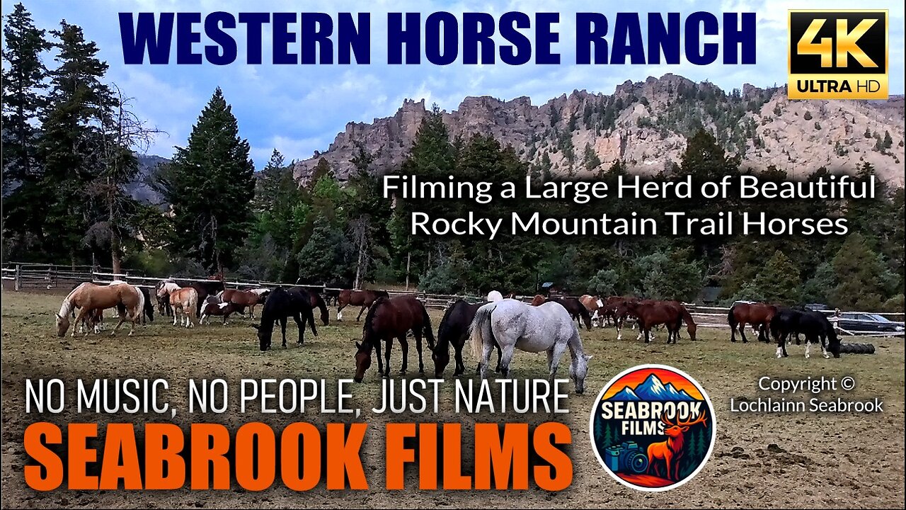 Western Horse Ranch: Filming a Large Herd of Beautiful Rocky Mountain Trail Horses