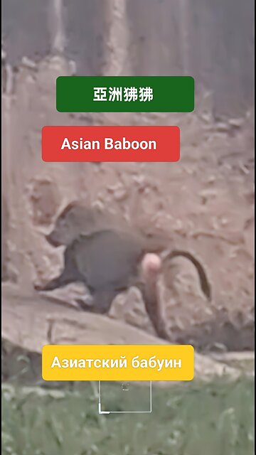 Join the wild fun! #BaboonVibes, #WildLife, #PrimatePower