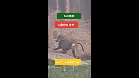 Join the wild fun! #BaboonVibes, #WildLife, #PrimatePower