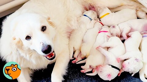 Man Thought He Saved One Dog, Turns Out There Were 9! | Cuddle Buddies