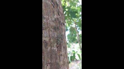 I Found a Cicada 🐞 | Jungle’s Loud Noise-Making Bug!