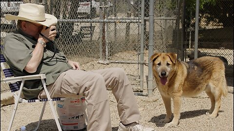 Guess how old this beautiful rescued dog is?!