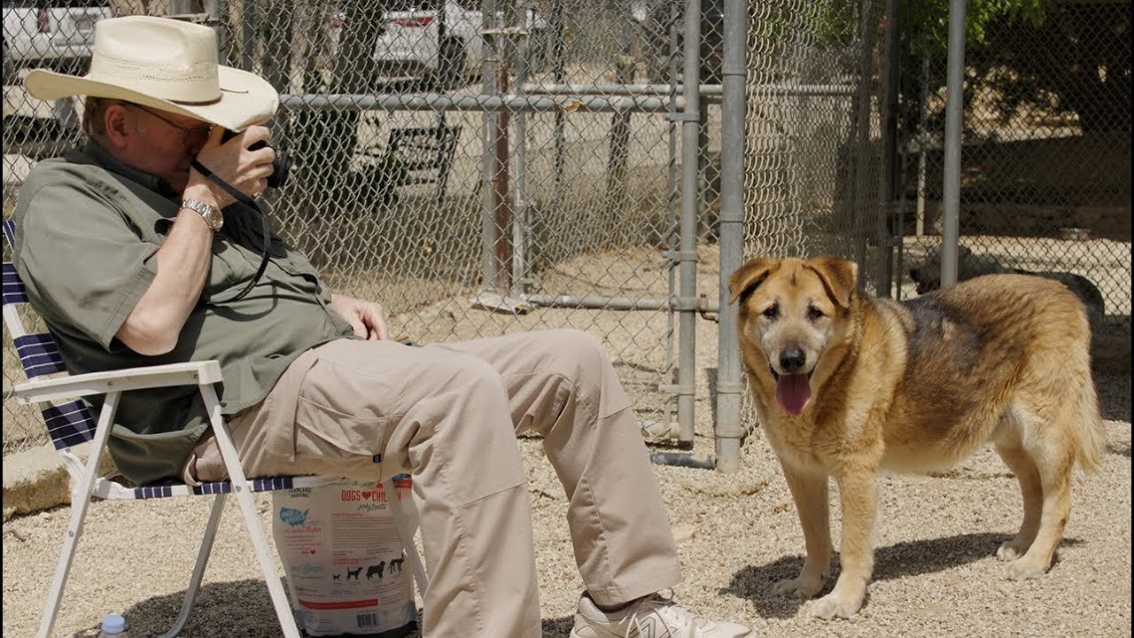Guess how old this beautiful rescued dog is?!