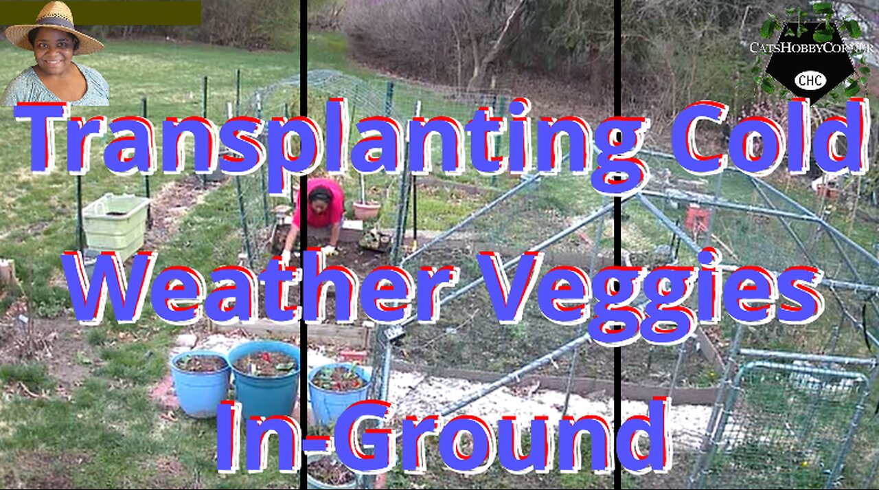 Transplanting Cold Weather Veggies In-Ground - #catshobbycorner