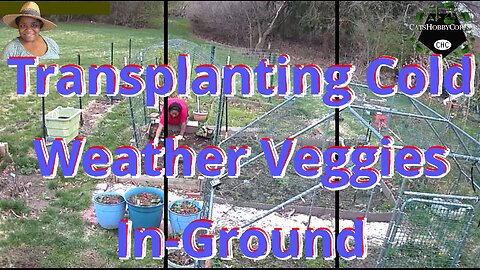 Transplanting Cold Weather Veggies In-Ground - #catshobbycorner