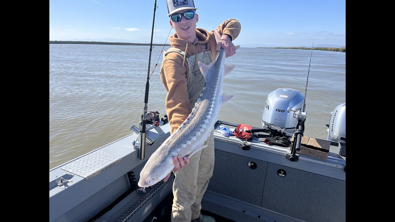 04-20-25 Suisun City, Ca. - 42” sturgeon