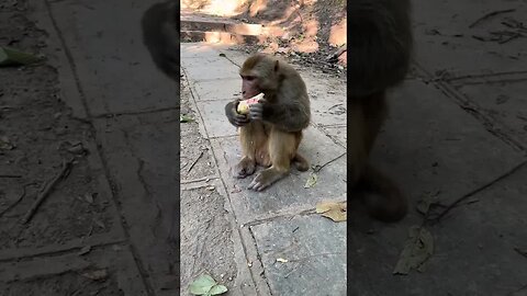 Cleanliness is the virtue of the monkeys here