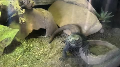 Chuckwalla Lizard at Living Coast Discovery Center in San Diego