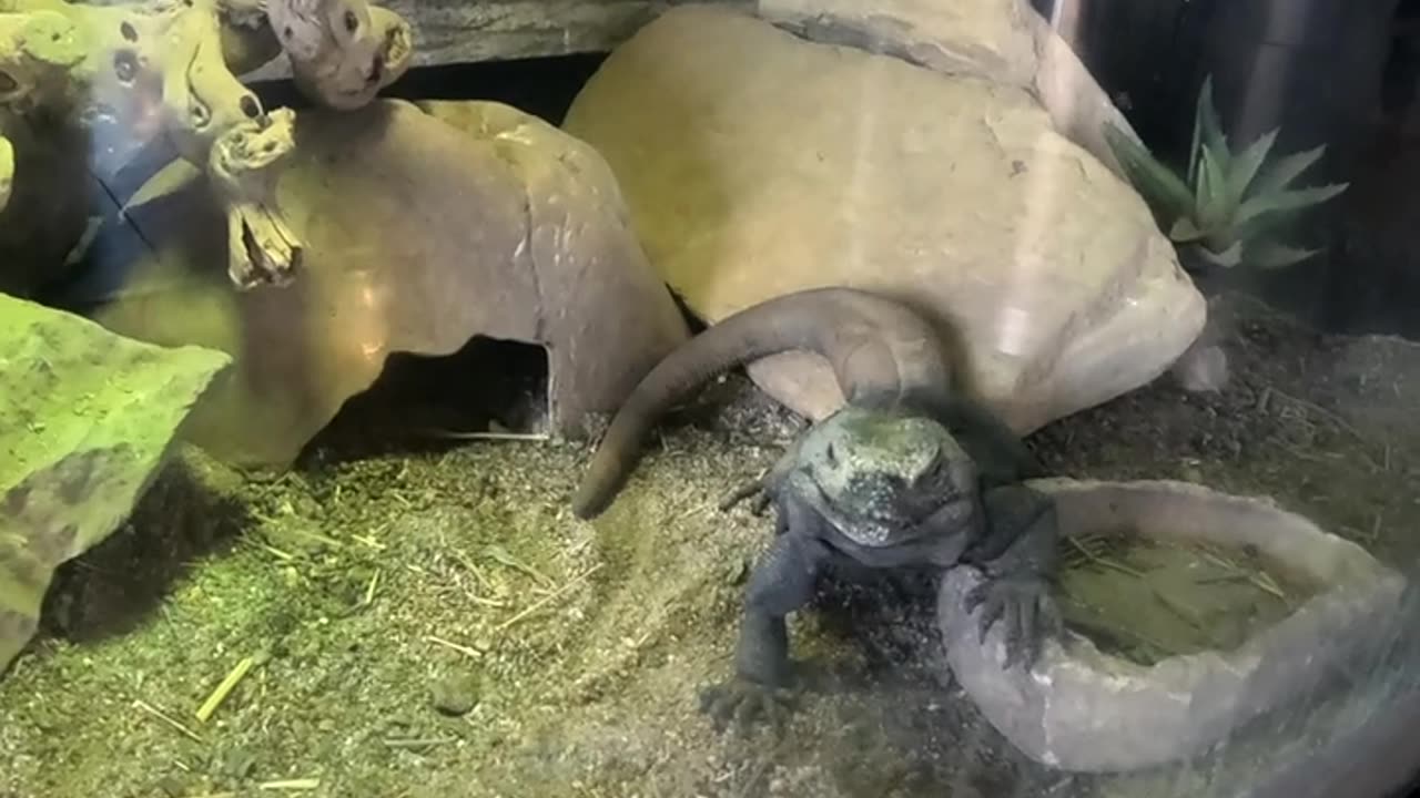 Chuckwalla Lizard at Living Coast Discovery Center in San Diego