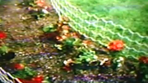 Walking Over a Flowerbed