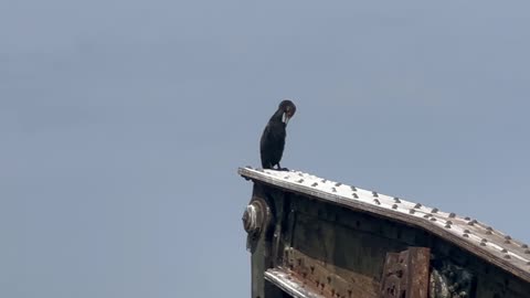 Cormorant overlooking the river