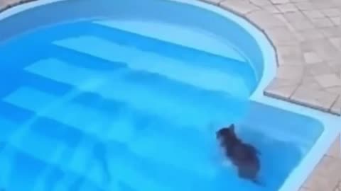 ππ¦ Cat's Water Panic Turns to Genius Rescue! | FunFM