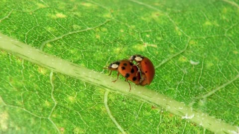 Ladybug, ladybird, mating