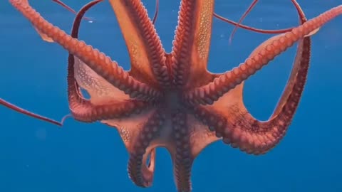 “Octopus Secret That Will Shock You! 🐙💙”