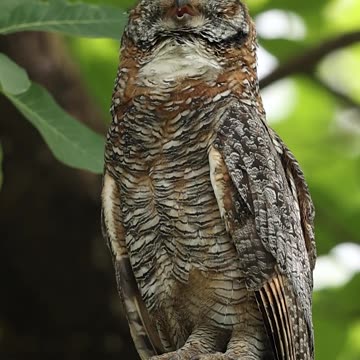 Serene Owl Resting on a Tree in Nature