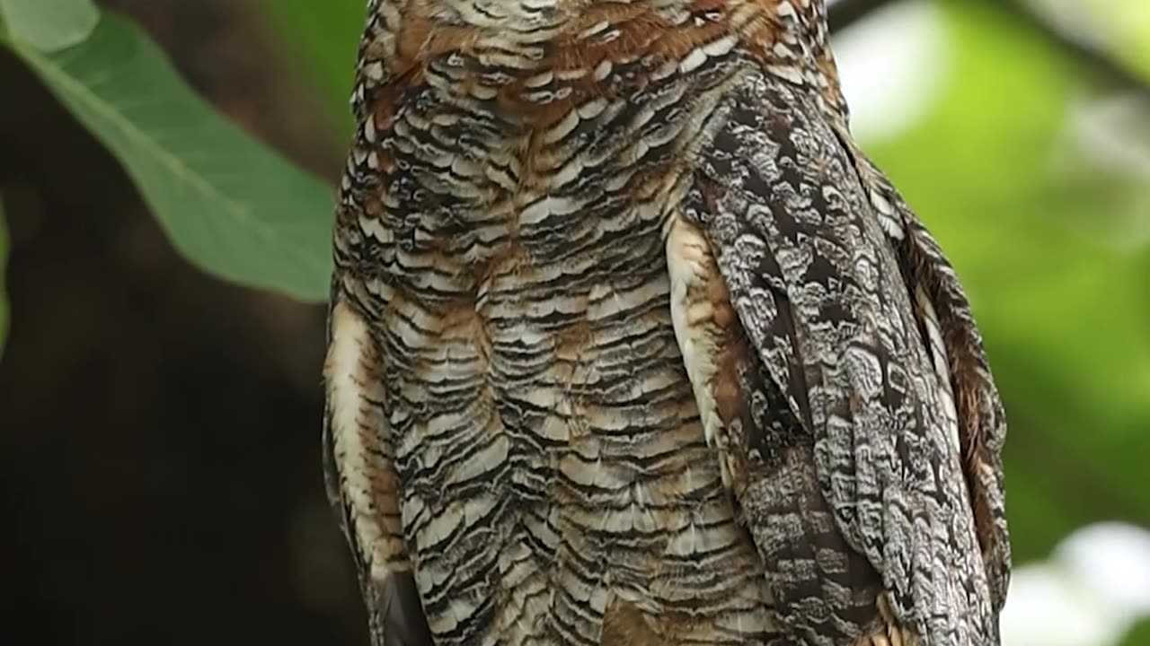 Serene Owl Resting on a Tree in Nature