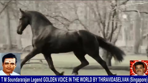 Old Is Gold (evergreen) T M Soundararajan Legend Vol 240 Horse Song 13