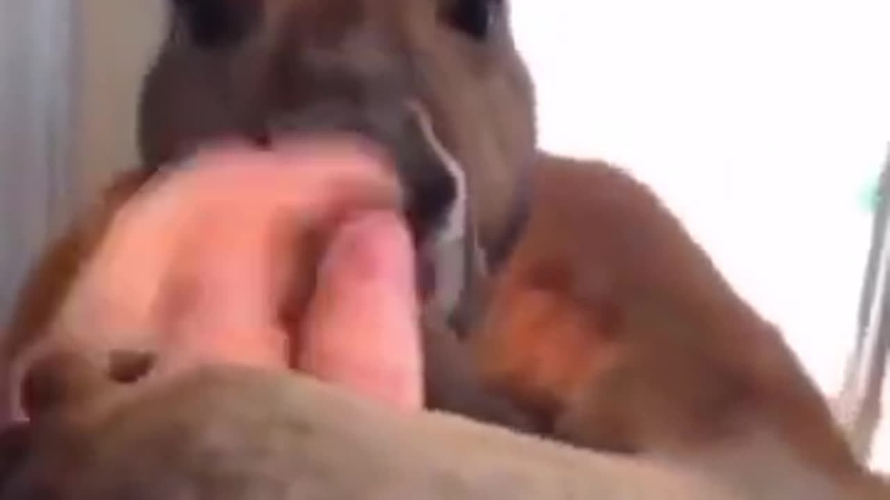 Michael Rappaport VS Kangaroo XD