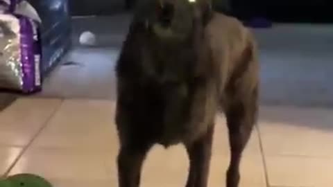 funniest dog videos of the week