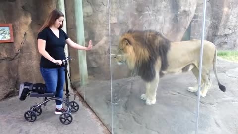 This lion really wants to ride a scooter