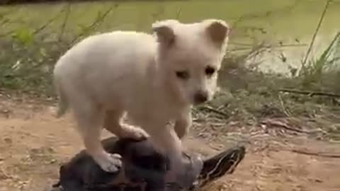 “When a Puppy Thinks the Tortoise Is a Toy 😂