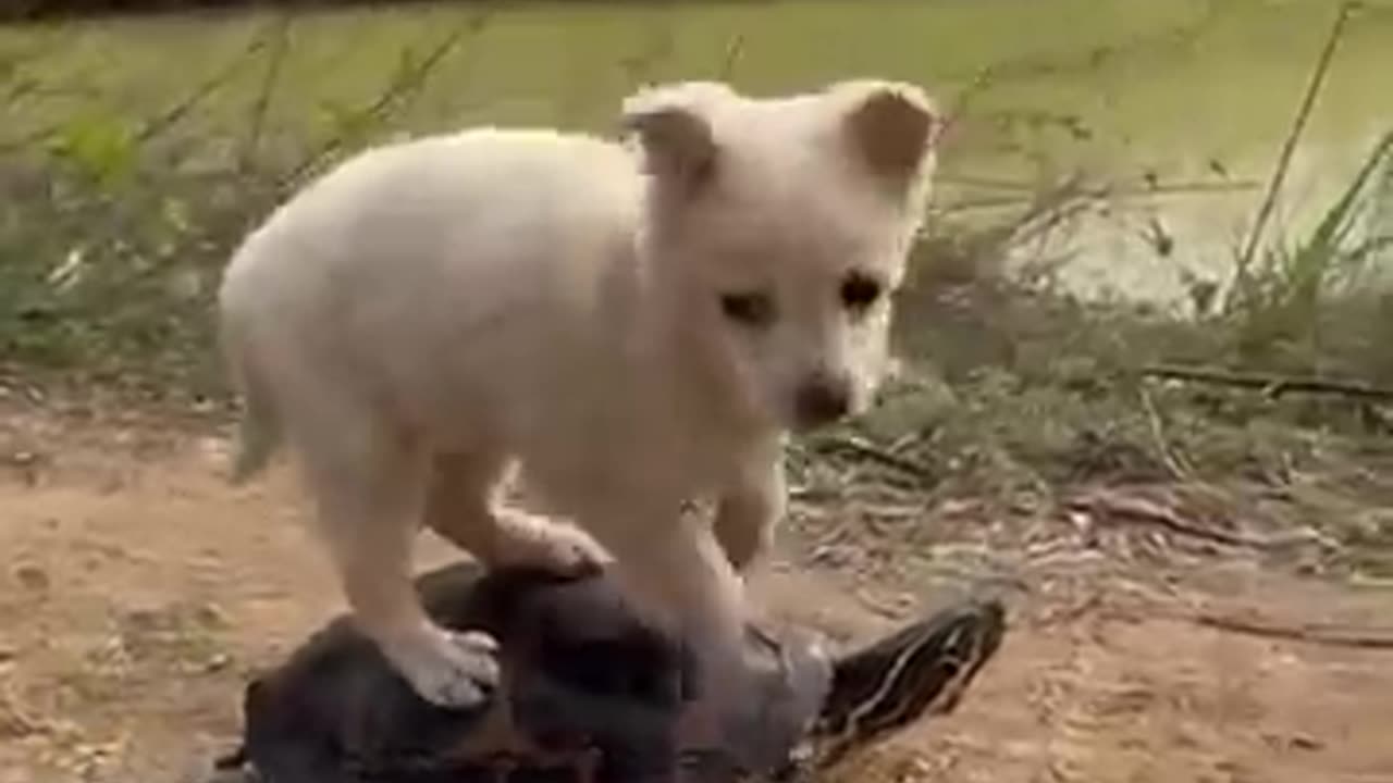 “When a Puppy Thinks the Tortoise Is a Toy 😂